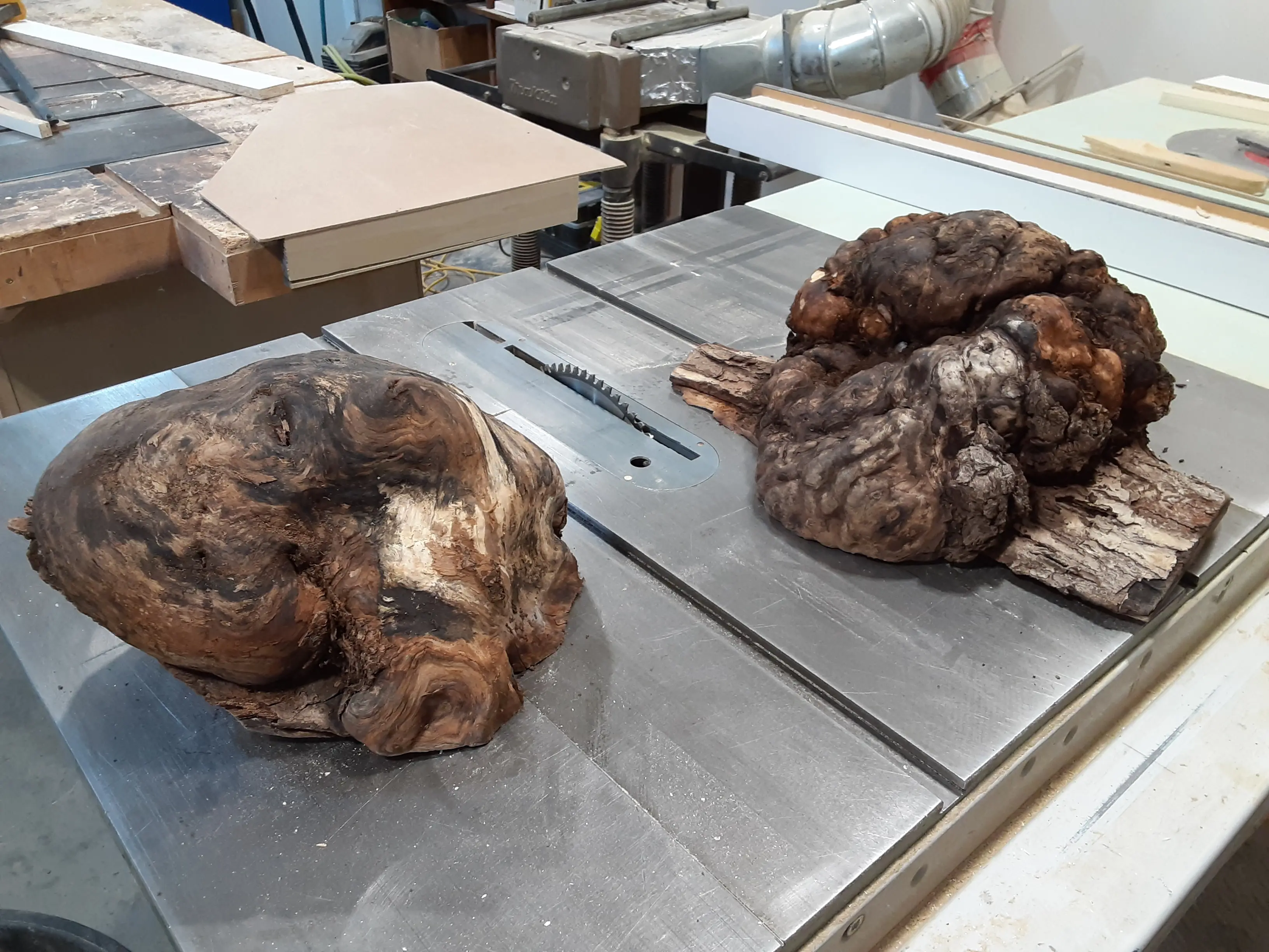 Raw wood burls sitting on the table saw in the Riverside workshop