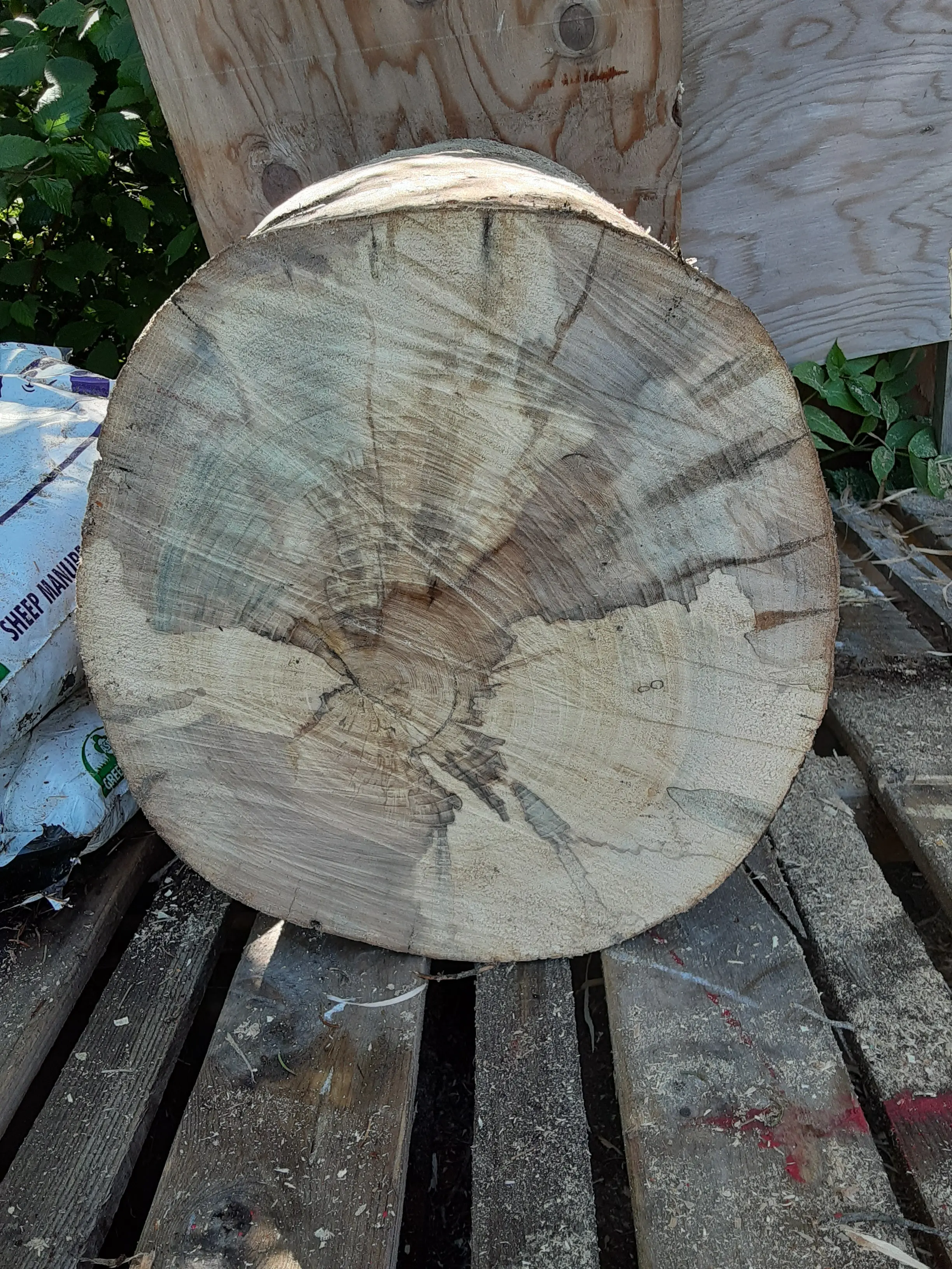 Raw salvaged burl before milling